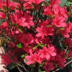 Azlea japonesa 'Hino Crimson'